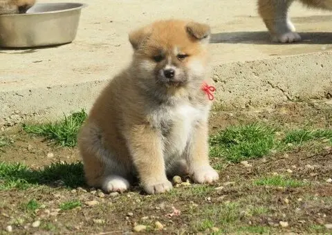 Prodajemo stence japanskih Akita - 3/4