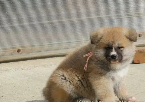 Prodajemo stence japanskih Akita - 4/4