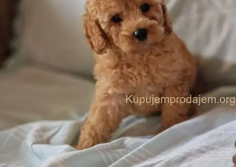 Najsladje toy pudle, spremne za preuzimanje - 1/4