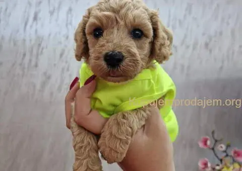 Najsladje toy pudle, spremne za preuzimanje - 2/4