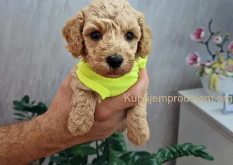 Najsladje toy pudle, spremne za preuzimanje - 3/4
