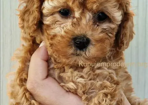 Najsladje toy pudle, spremne za preuzimanje - 4/4