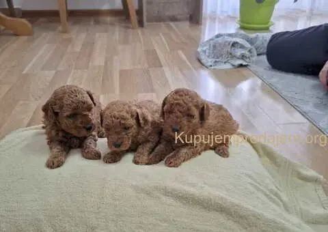 Prodajem crvene patuljaste pudle - 3/7