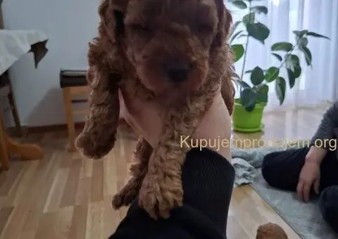 Prodajem crvene patuljaste pudle - 4/7