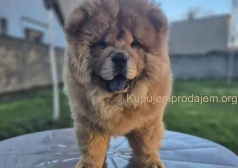 Na prodaju stene Chow Chow staro tri meseca - 1/7