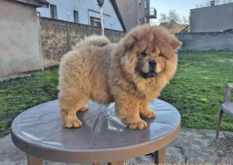 Na prodaju stene Chow Chow staro tri meseca - 2/7