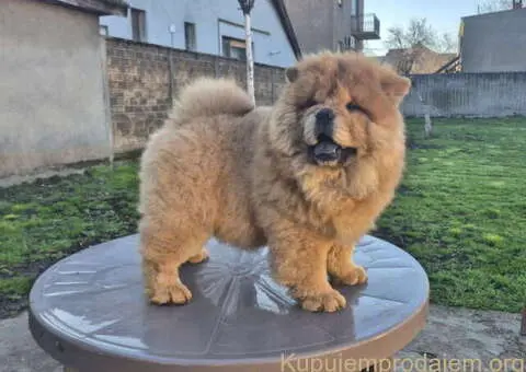 Na prodaju stene Chow Chow staro tri meseca - 3/7
