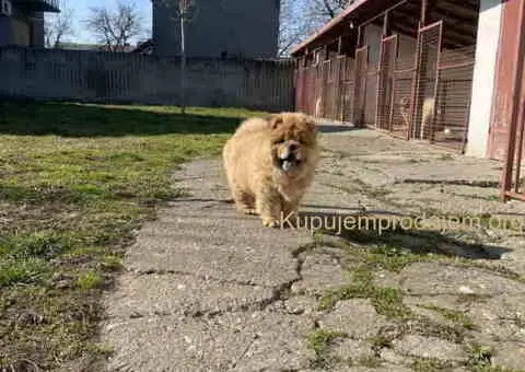 Na prodaju stene Chow Chow staro tri meseca - 4/7