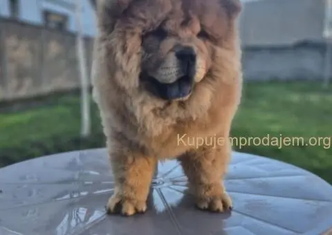 Na prodaju stene Chow Chow staro tri meseca - 5/7