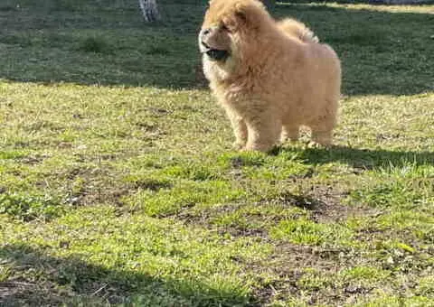 Na prodaju stene Chow Chow staro tri meseca - 6/7