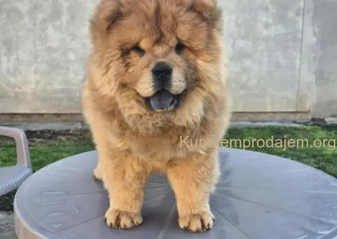 Na prodaju stene Chow Chow staro tri meseca - 7/7