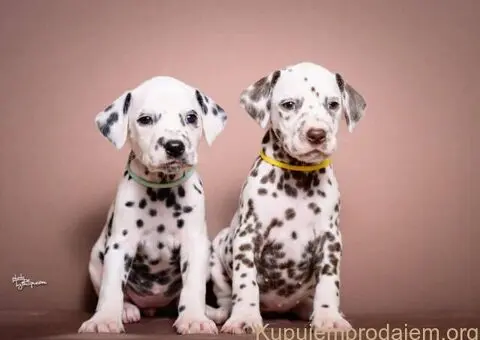 DALMATINCI – rezervacija  kvalitetnih stenaca - 1/5