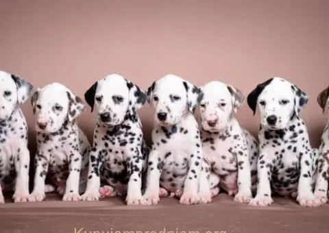 DALMATINCI – rezervacija  kvalitetnih stenaca - 2/5