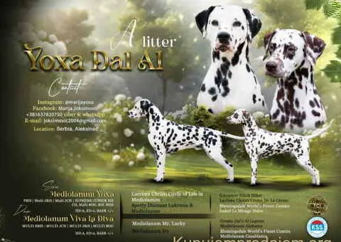 DALMATINCI – rezervacija  kvalitetnih stenaca - 3/5