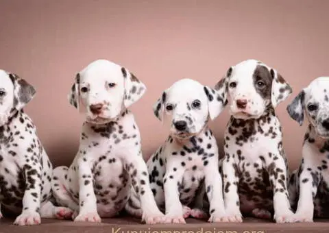 DALMATINCI – rezervacija  kvalitetnih stenaca - 4/5