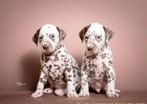 DALMATINCI – rezervacija  kvalitetnih stenaca - 5/5