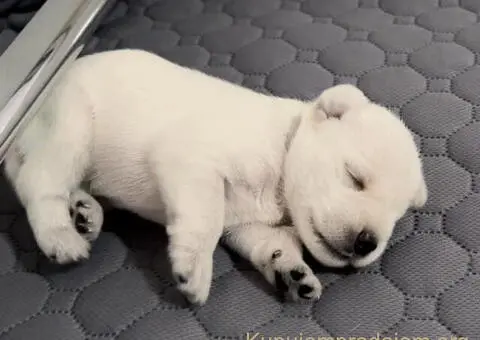 Beli PATULJASTI ŠNAUCERI - 2/12