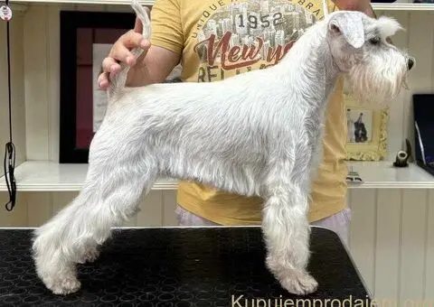 Beli PATULJASTI ŠNAUCERI - 4/12