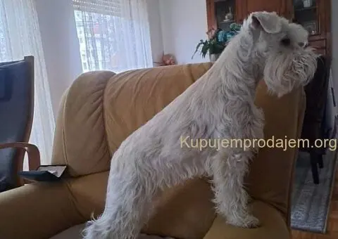 Beli PATULJASTI ŠNAUCERI - 5/12