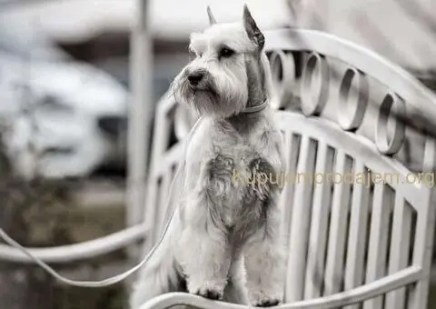 Beli PATULJASTI ŠNAUCERI - 9/12