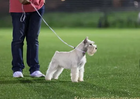 Beli PATULJASTI ŠNAUCERI - 10/12