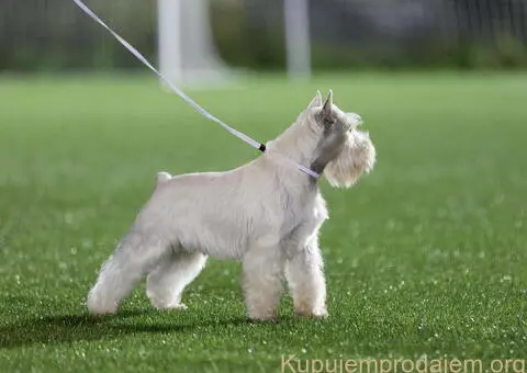 Beli PATULJASTI ŠNAUCERI - 11/12