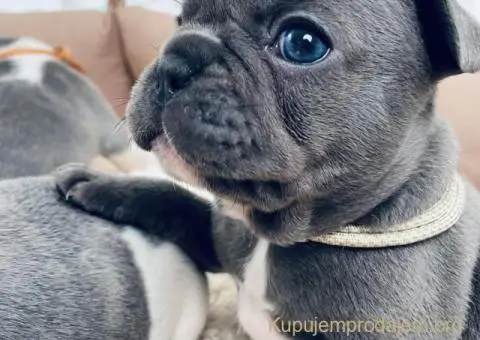 Egzoticni francuski buldozi - 3/5