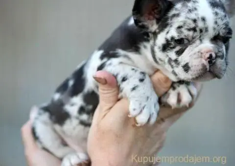 Egzoticni francuski buldozi - 4/5