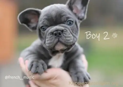 Egzoticni francuski buldozi - 5/5