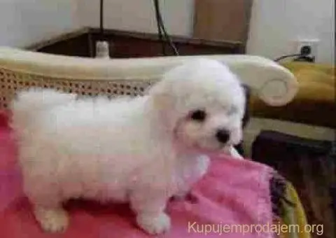 Kovrdžavi Bišon - 1/5