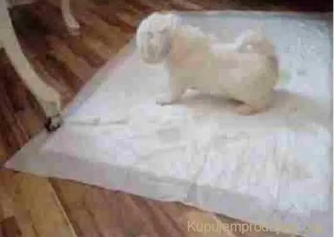 Kovrdžavi Bišon - 2/5