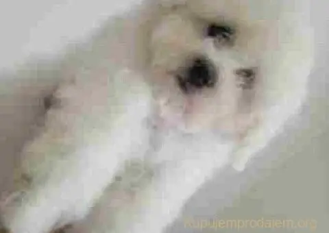 Kovrdžavi Bišon - 3/5