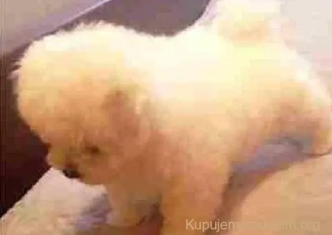 Kovrdžavi Bišon - 4/5