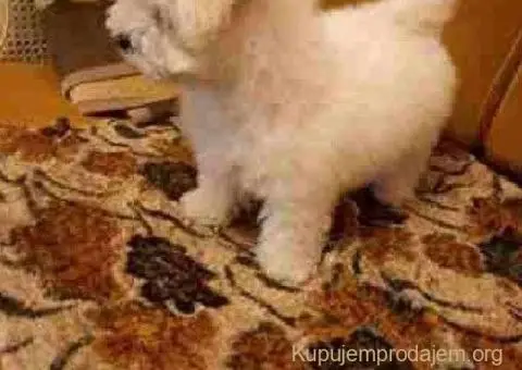 Kovrdžavi Bišon - 5/5