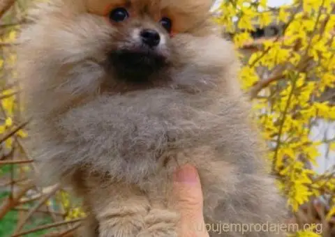 POMERANCI iz odgajivačnice - 1/7