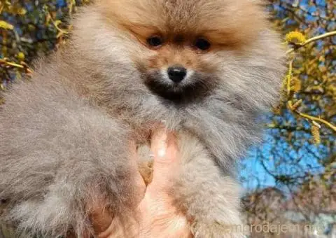 POMERANCI iz odgajivačnice - 2/7