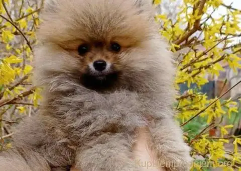 POMERANCI iz odgajivačnice - 3/7