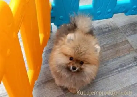 POMERANCI iz odgajivačnice - 4/7