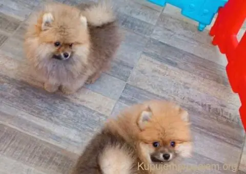 POMERANCI iz odgajivačnice - 5/7