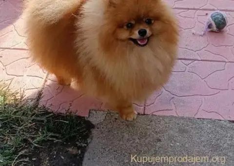 POMERANCI iz odgajivačnice - 6/7