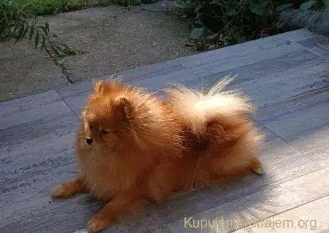 POMERANCI iz odgajivačnice - 7/7