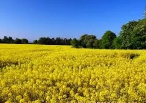 Perko seme - stočni kelj - 2/2