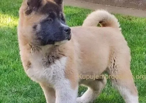 Americka akita, štenci - 1/5