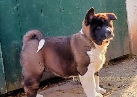 Americka akita, štenci - 2/5