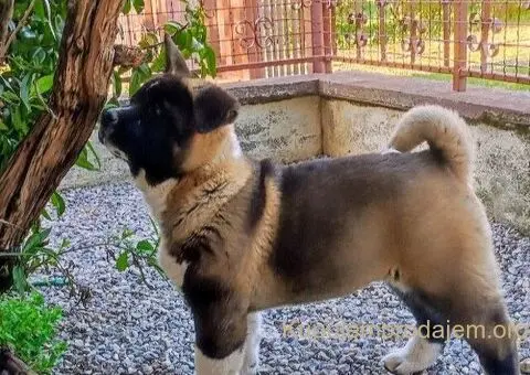 Americka akita, štenci - 3/5