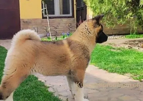 Americka akita, štenci - 4/5