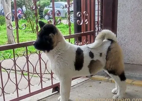 Americka akita, štenci - 5/5