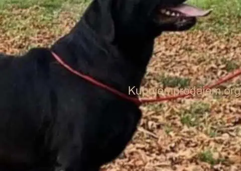 Na prodaju ženka LABRADORA, šampionskog porekla - 1/5