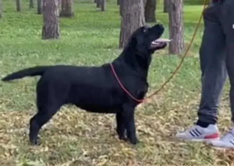 Na prodaju ženka LABRADORA, šampionskog porekla - 2/5