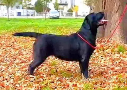 Na prodaju ženka LABRADORA, šampionskog porekla - 3/5